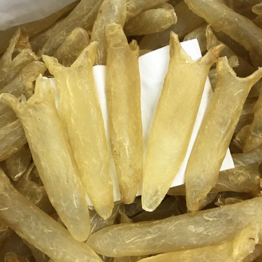 广州 鱼胶 黄花胶10头～100头