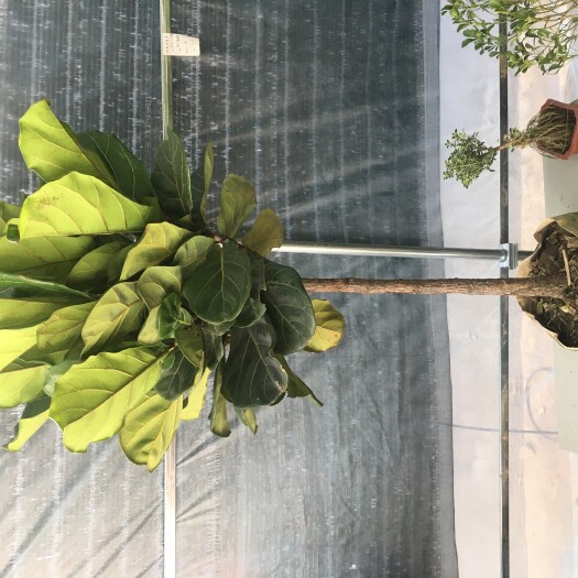 沭阳县琴叶榕盆栽 琴叶榕