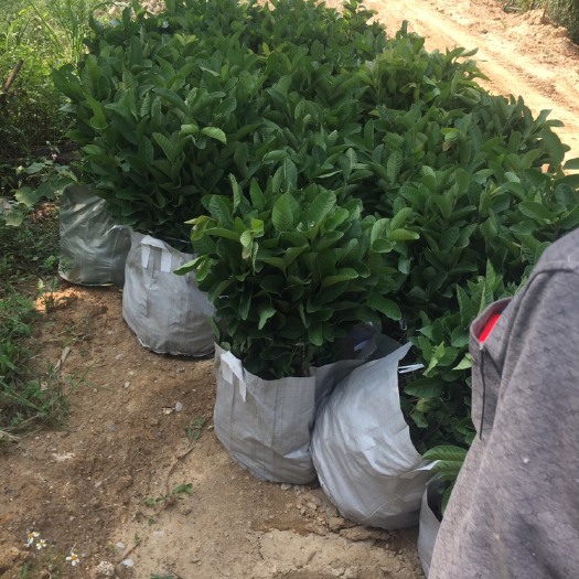 普宁市珍珠番石榴苗 珍珠番石榴