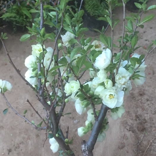 平邑县 长寿冠海棠  花开有复色  花期长达一个月