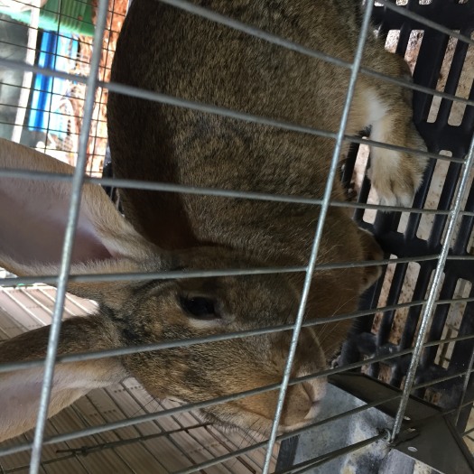 奉新县肉兔 农家养殖、种兔、幼兔苗、大种兔、