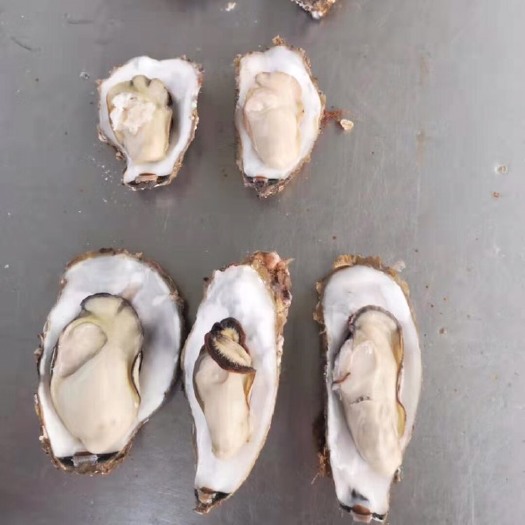 乳山市乳山牡蛎 海水 2-3两/只 3-4两/只 4-5两/只 5-6两/只 鲜活水产