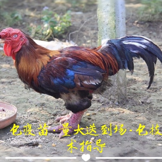 南宁东涛鸡苗 纯种品质出厂包马力克疫苗运输死包赔包技术指导