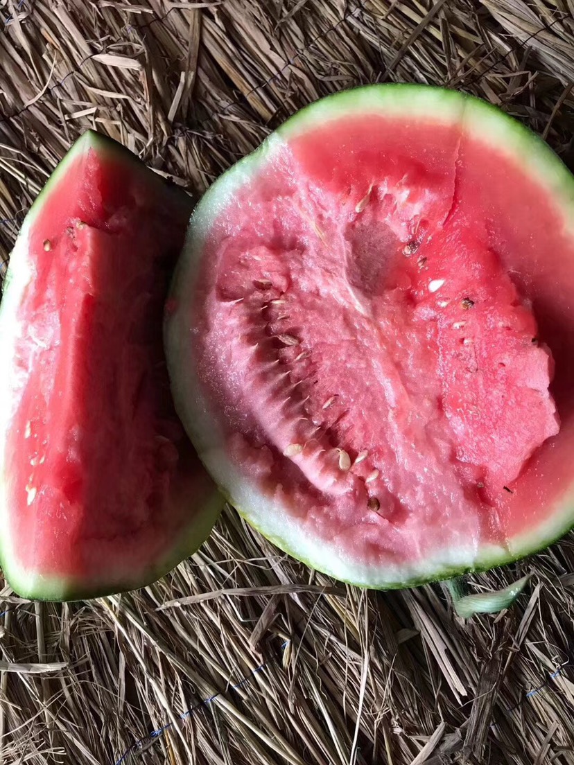 黑美人西瓜 10成熟 8斤打底 1茬 有籽