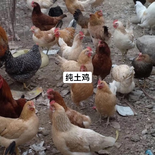 原阳县 土鸡苗