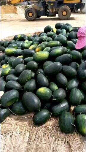 黑美人西瓜 10成熟 8斤打底 1茬 有籽