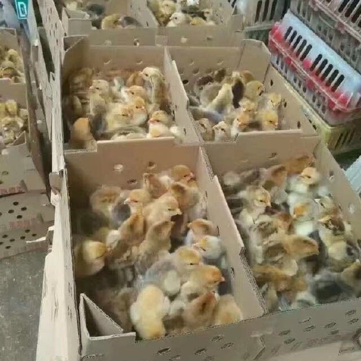 南宁K9鸡苗 南宁禽苗直供正宗K9出壳苗