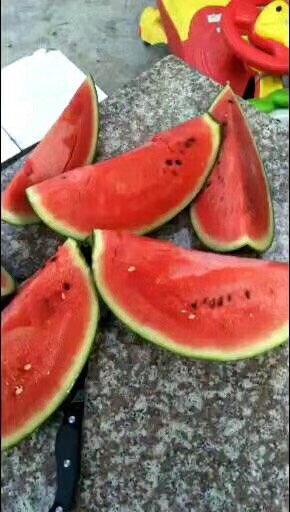 黑美人西瓜 10成熟 8斤打底 1茬 有籽