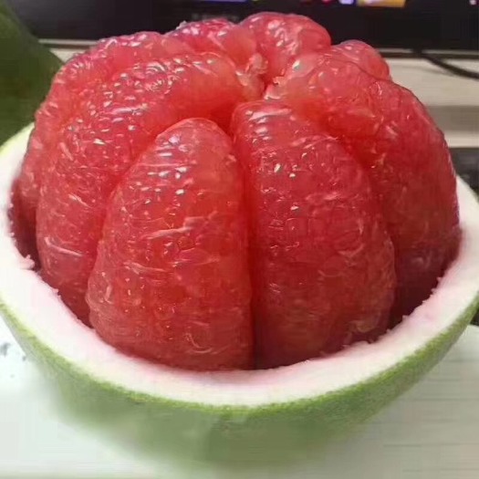 灵山县泰国红宝石柚苗 泰国红宝石柚子