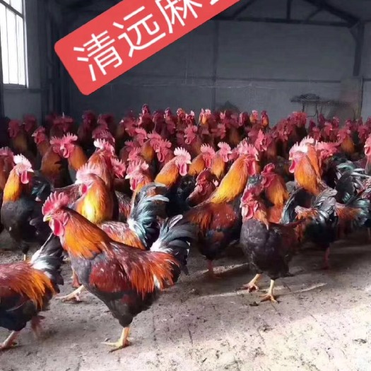 南宁 清远麻鸡苗