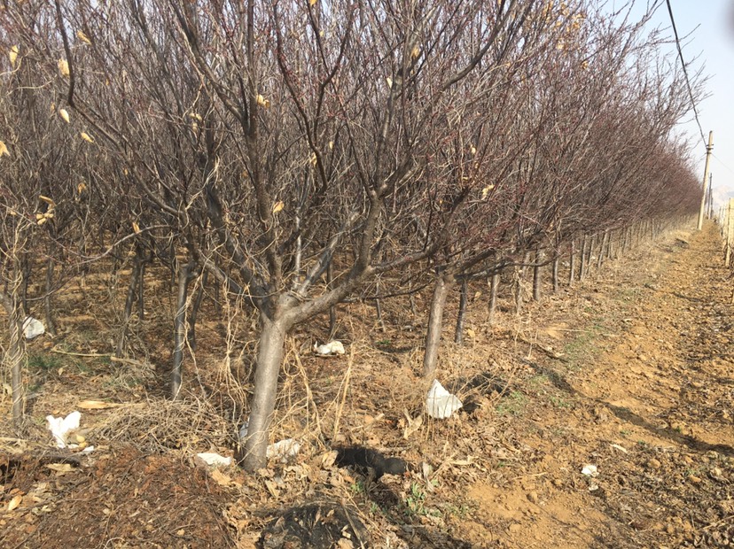 高干樱花 绿化苗木、水果苗木