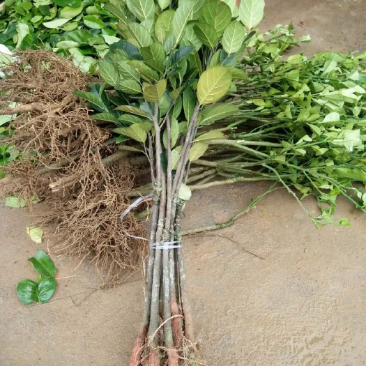 灵山县 马来西亚一号菠萝蜜苗