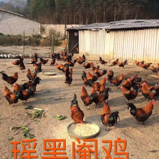 南宁黑瑶鸡苗 正宗黑瑶鸡  出壳苗