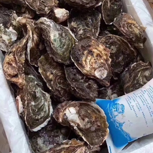 饶平县生蚝鲜活带壳生蚝肉新鲜即食牡蛎海鲜水产海蛎子烧烤广东包邮