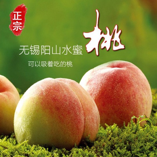 无锡白凤桃  水蜜桃王