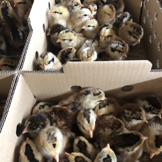 南宁 良凤花鸡苗 快大型肉鸡 孵化基地直销