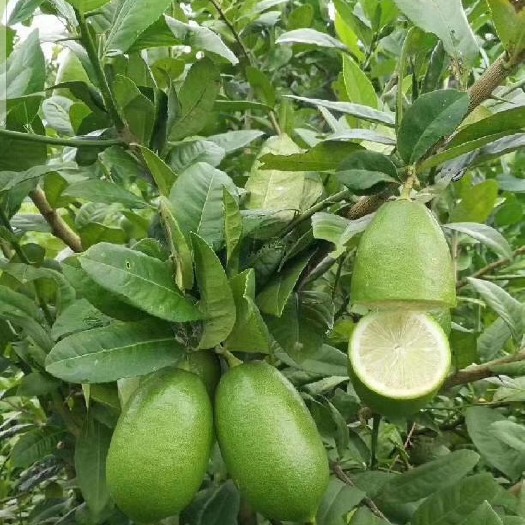 灵山县无籽柠檬苗 无籽香水柠檬，带花苞原土一起发货