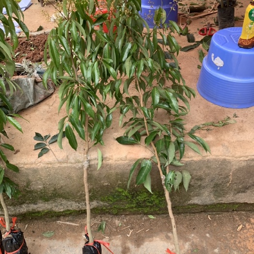 灵山县无核荔枝苗 荔枝树苗妃子笑无核A4嫁接果树苗桂味糯米糍白糖罂鸡嘴荔三月红