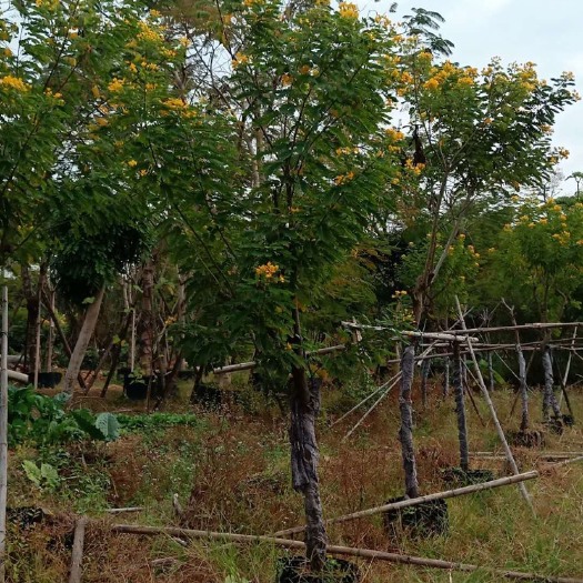漳州 黄花槐