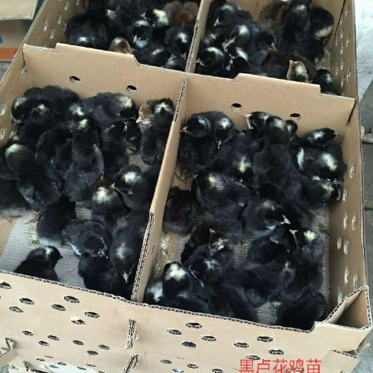 南宁 芦花鸡苗 黑-汶上黑-纯种，质量好，诚信经营