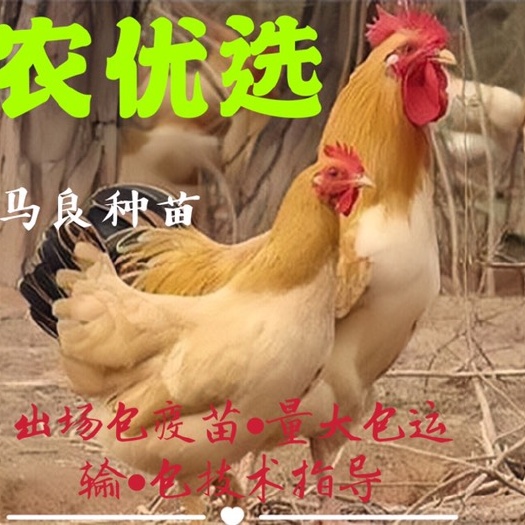 南宁三黄鸡苗 出厂包疫苗运输死包赔包技术指导