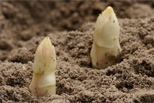 潼关县白芦笋  即将采挖的新鲜芦笋寻求大客商收购，天天有货！