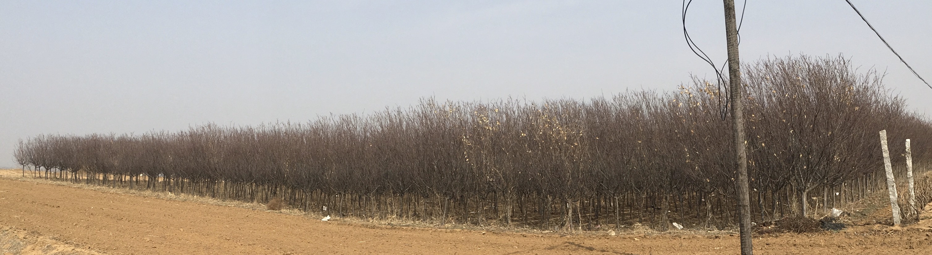 高干樱花 绿化苗木、水果苗木