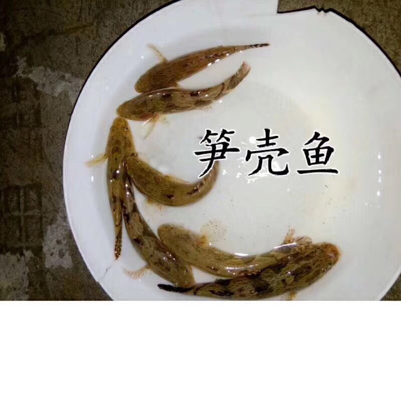 笋壳鱼苗 快大笋壳苗