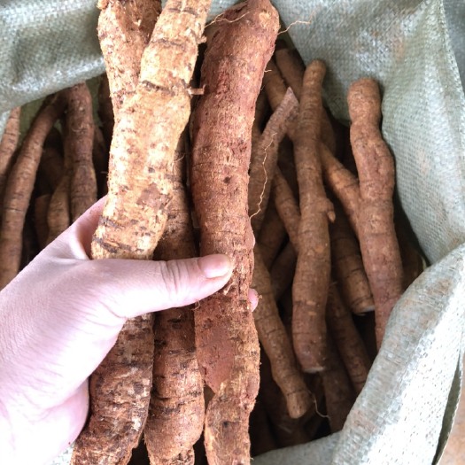 新鲜牛大力（中牛）
