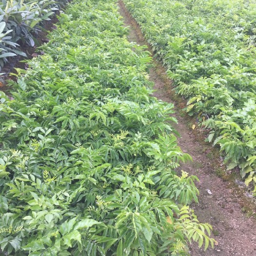 普宁市 黄皮果苗
