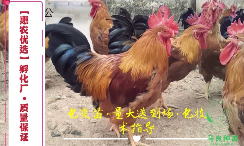 南宁肉鸡苗  快大型良凤花鸡苗活体 有脱温苗供应 包疫苗运输死包赔