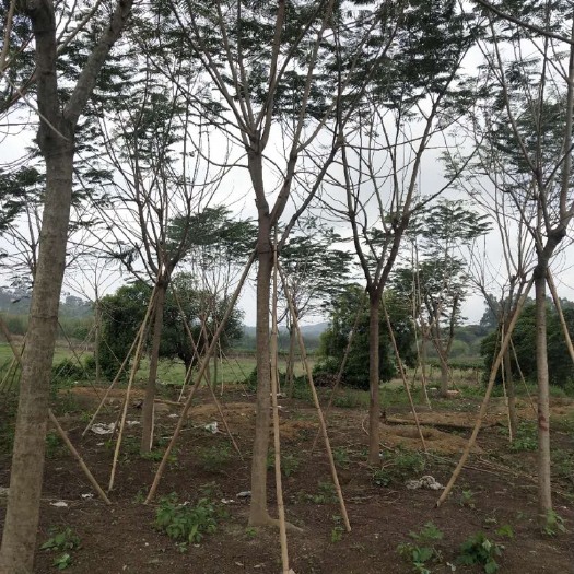 普宁市凤凰木 8分到30地苗假植苗都有，过有其它品种，