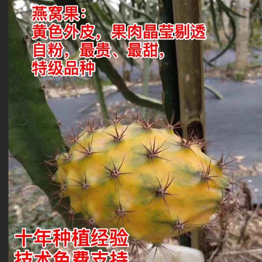 广州燕窝火龙果苗 厄瓜多尔燕窝果，贵，但有道理。选你看的见的产品！欢迎莅临指导