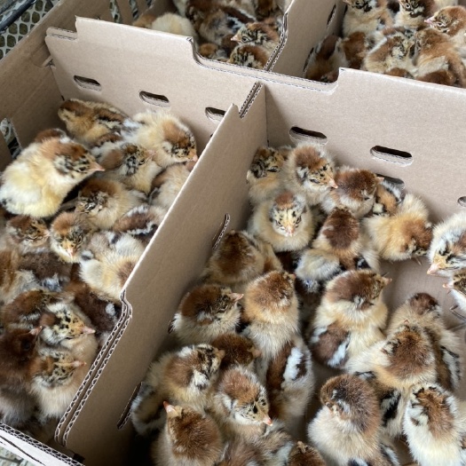 南宁 良凤花鸡苗 优质-包打疫苗 运输风险卖家承担