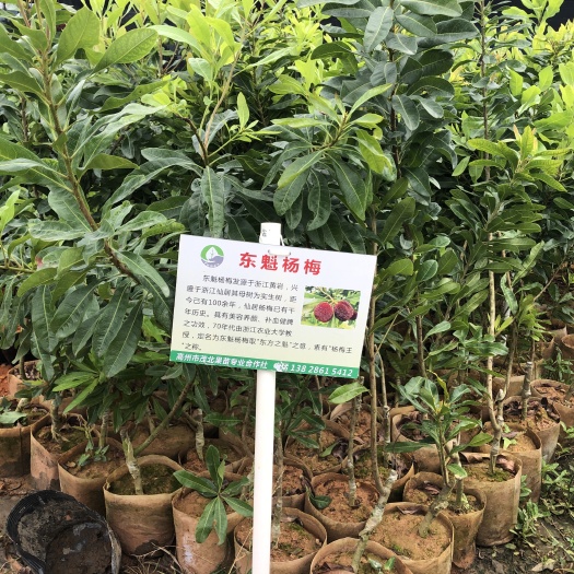 高州市东魁杨梅树苗 茂北果苗杨梅