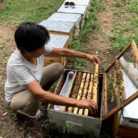 夏县土蜂蜜 玻璃瓶装 2年以上 95%以上