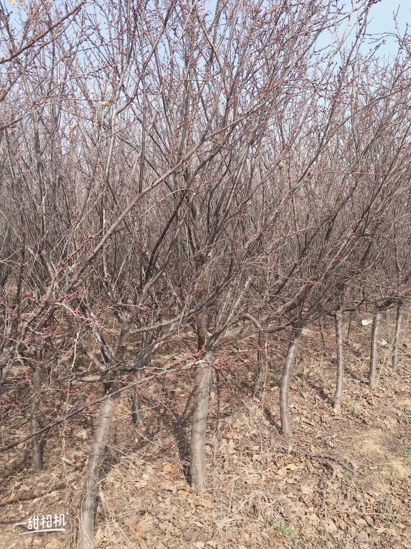  绿化苗木（樱花、红叶李、海棠等)、果苗（樱桃、桃树苗）