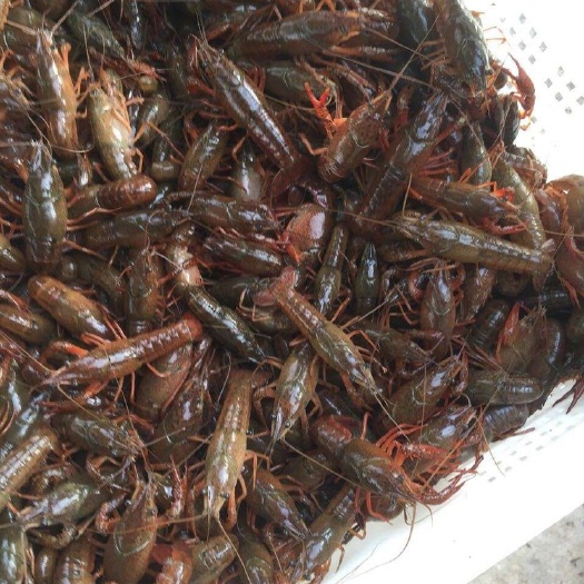 洪湖市小龙虾苗