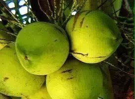  椰子自产直销