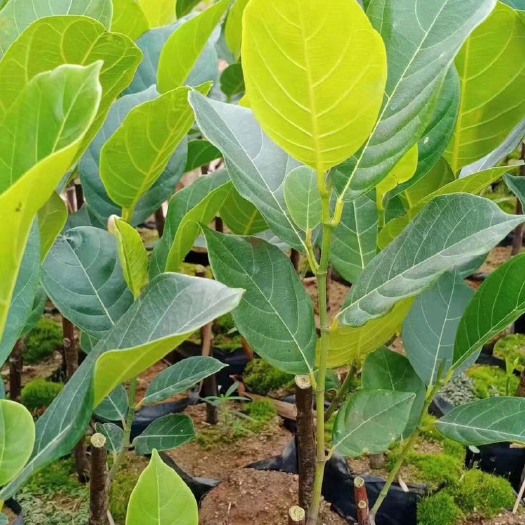 灵山县12号菠萝蜜带营养杯发货