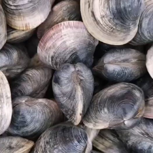 漳浦县美国蛤 海水 鲜活水产 带壳