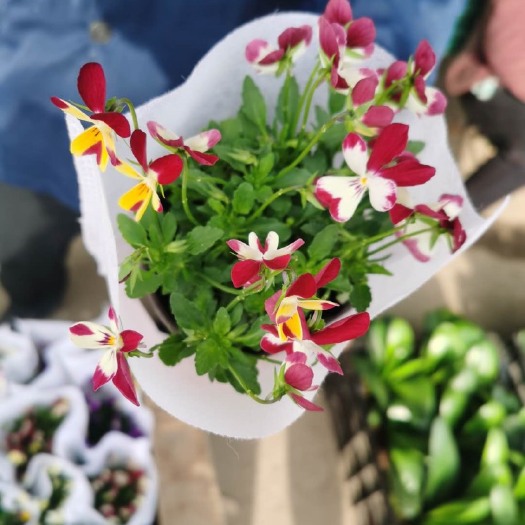 青州市草花 小兔子堇
