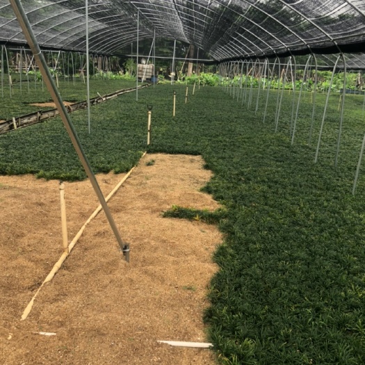 佛山麦冬草 玉龙草