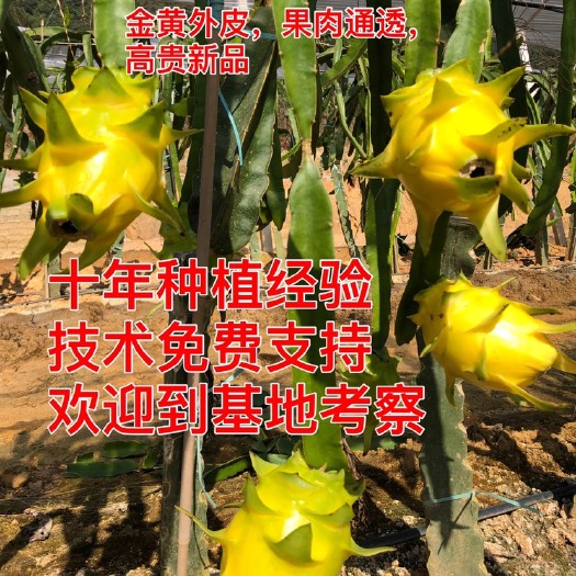 广州黄皮火龙果苗