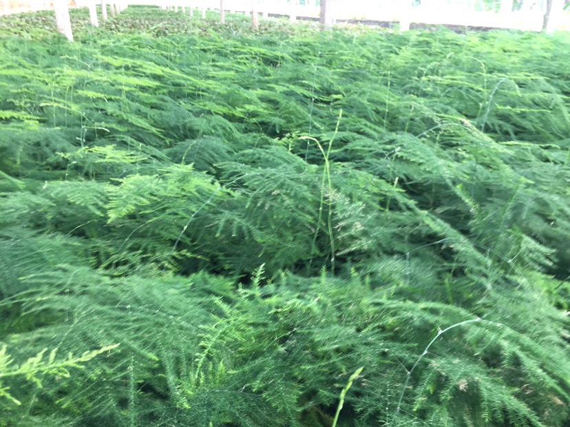  文竹苗  花苗 盆栽地栽 基地直供 包邮