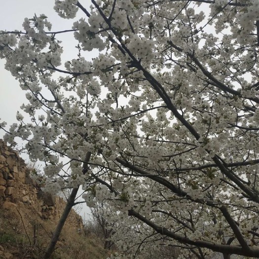 泰安 樱桃开花