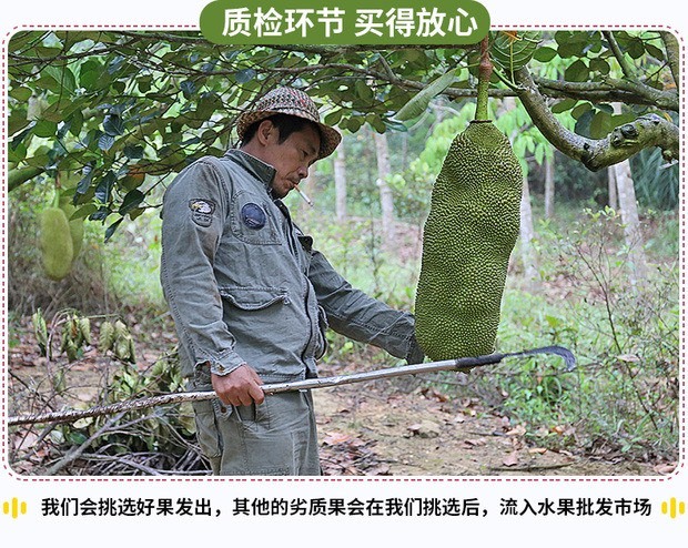 琼海市 海南精品菠萝蜜