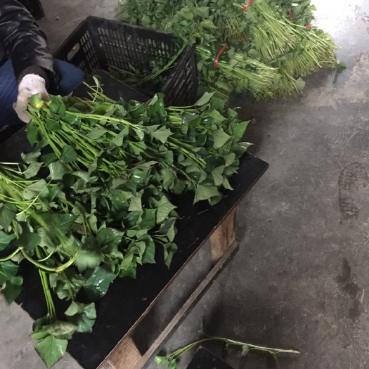 咸阳秦薯5号红薯苗  杨凌脱毒红薯苗培育直销基地