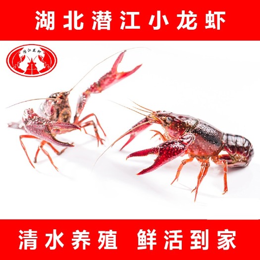 潜江市 湖北清水潜江小龙虾规格2-4，4-6，7-9大量现货