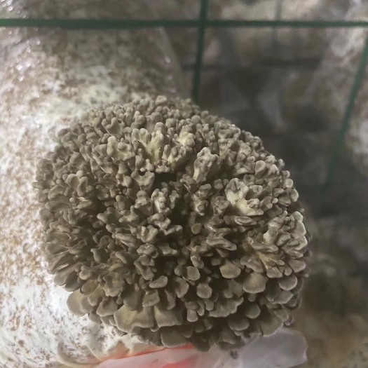 上海栗蘑 基地直销灰树花